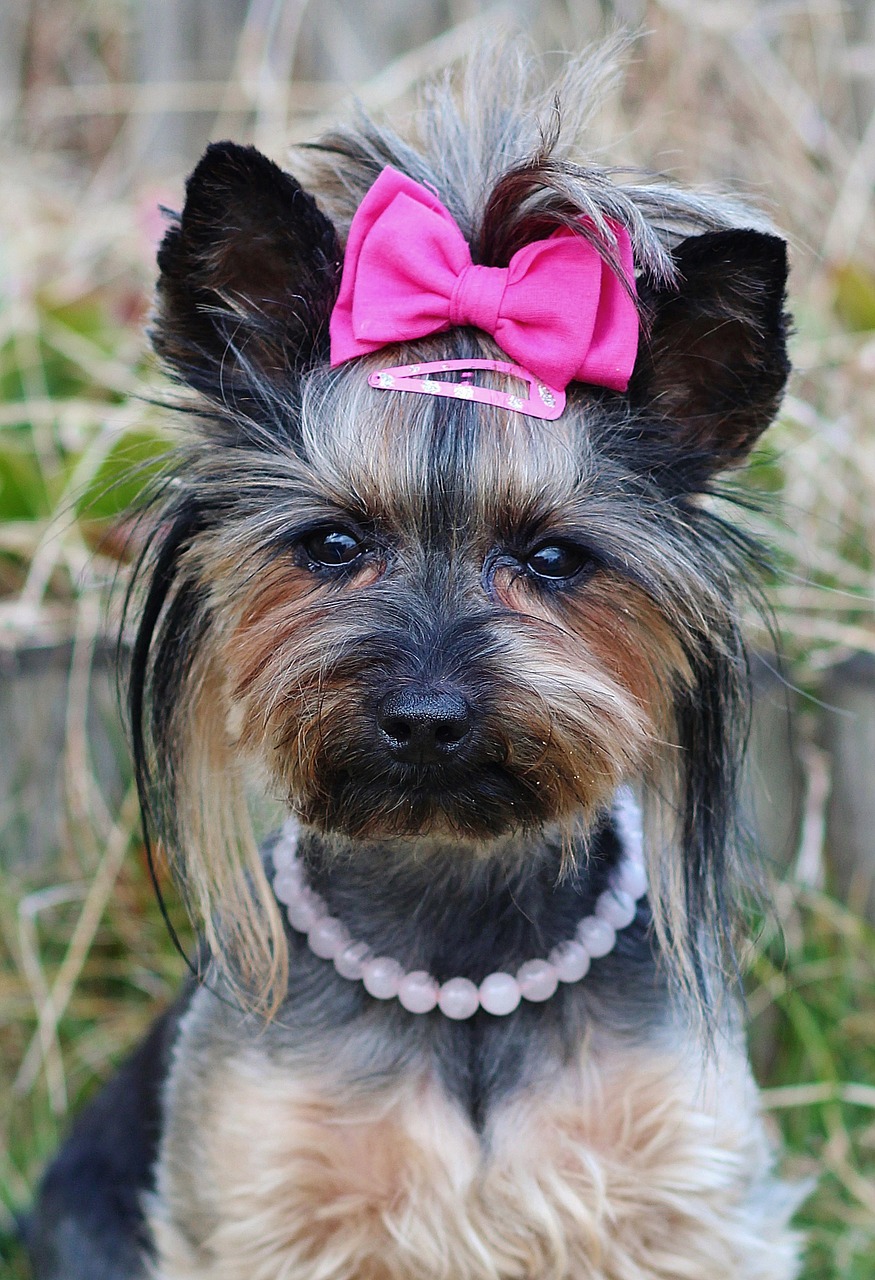 yorkie hairbow and pearls